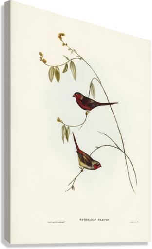 Crimson Finch Estrelda Phaeton illustrated by Elizabeth Gould 1804–1841 for John Gould’s 1804-1881 Birds of Australia  Canvas Print
