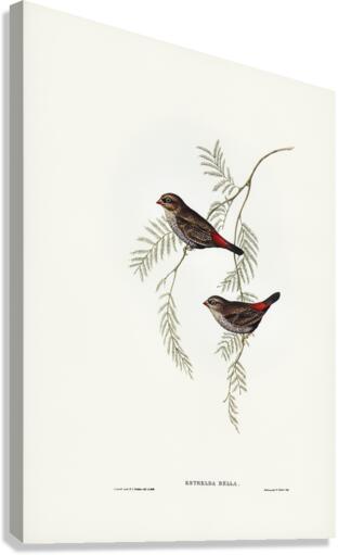 Fire-tailed Finch illustrated by Elizabeth Gould 1804–1841 for John Gould’s 1804-1881 Birds of Australia  Canvas Print