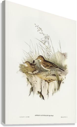 Australian Pipit Anthus Australis illustrated by Elizabeth Gould 1804–1841 for John Gould’s 1804-1881 Birds of Australia  Canvas Print