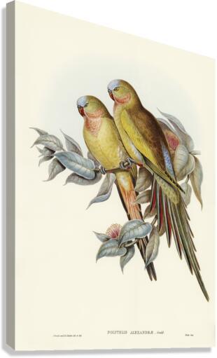 The Princess of Wales&39s Parakeet Polytelis Alexandrae illustrated by Elizabeth Gould 1804–1841 for John Gould’s 1804-1881 Birds of Australia  Canvas Print