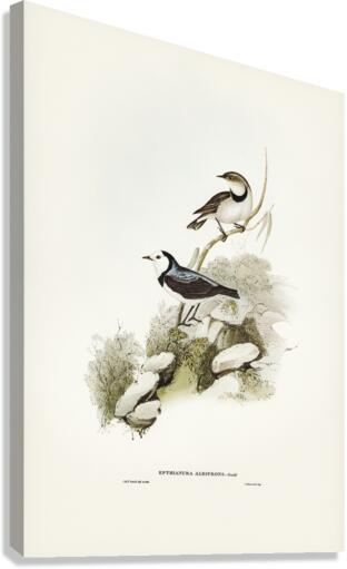 White-fronted chat Ephthianura albifrons illustrated by Elizabeth Gould 1804–1841 for John Gould’s 1804-1881 Birds of Australia  Canvas Print