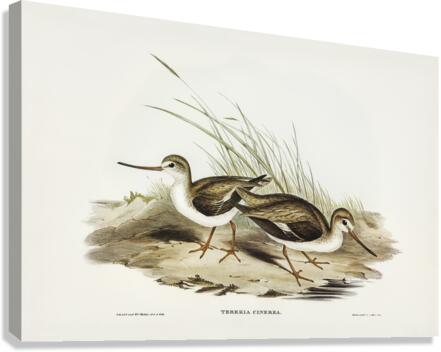 Terek Godwit Terekia cinerea illustrated by Elizabeth Gould 1804–1841 for John Gould’s 1804-1881 Birds of Australia  Canvas Print