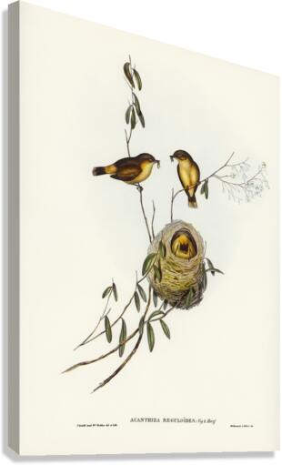 Regulus-like Acanthiza Acanthiza Reguloides illustrated by Elizabeth Gould 1804–1841 for John Gould’s 1804-1881 Birds of Australia  Canvas Print
