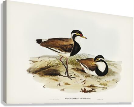 Black-breasted Pewit Sarciophorus pectoralis illustrated by Elizabeth Gould 1804–1841 for John Gould’s 1804-1881 Birds of Australia  Canvas Print