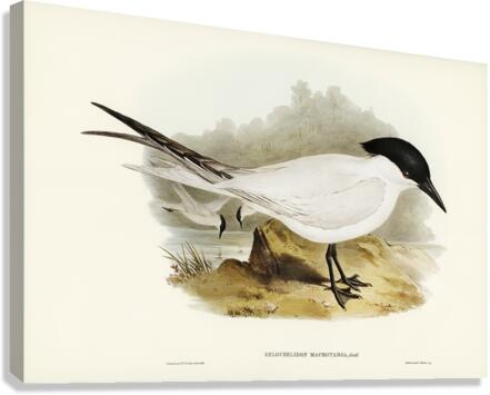 Great-footed Tern Gelochelidon macrotarsa illustrated by Elizabeth Gould 1804–1841 for John Gould’s 1804-1881 Birds of Australia  Canvas Print