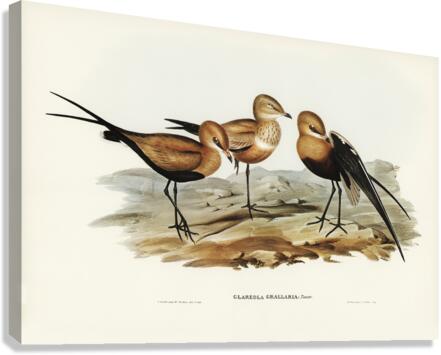Australian Pratincole Glareola grallaria illustrated by Elizabeth Gould 1804–1841 for John Gould’s 1804-1881 Birds of Australia  Canvas Print