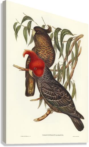 Gang-gang Cockatoo Callocephalon galeatum illustrated by Elizabeth Gould 1804–1841 for John Gould’s 1804-1881 Birds of Australia  Canvas Print