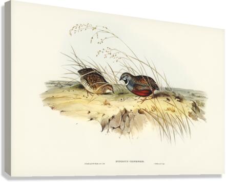 Chinese Quail Synoicus Chinensis illustrated by Elizabeth Gould 1804–1841 for John Gould’s 1804-1881 Birds of Australia  Canvas Print