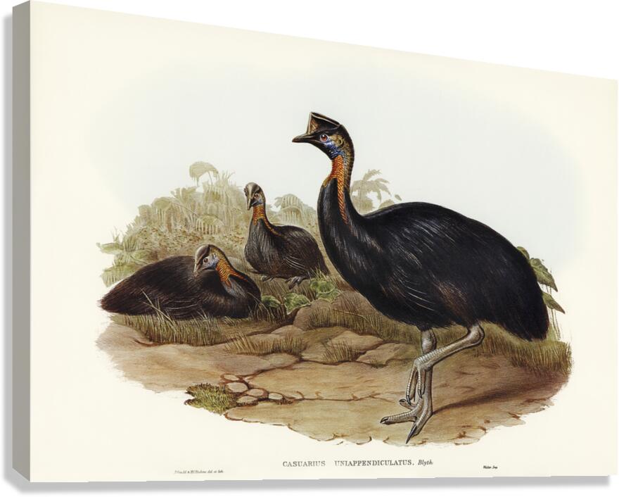 One-carunculated Cassowary Casuarius uniappendiculatus illustrated by Elizabeth Gould 1804–1841 for John Gould’s 1804-1881 Birds of Australia  Canvas Print