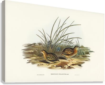 Black-backed Hemipode Hemipodius melanotus illustrated by Elizabeth Gould 1804–1841 for John Gould’s 1804-1881 Birds of Australia  Canvas Print