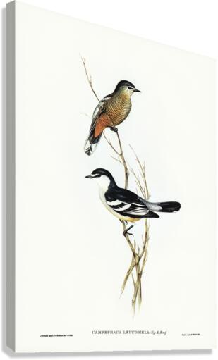 Black and White cuckooshrike Campephaga leucomela illustrated by Elizabeth Gould 1804–1841 for John Gould’s 1804-1881 Birds of Australia  Canvas Print
