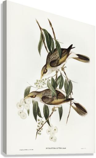 Luteous Honey-eater Myzantha lutea illustrated by Elizabeth Gould 1804–1841 for John Gould’s 1804-1881 Birds of Australia  Canvas Print