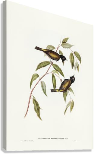 Black-headed Honey-eater Melthreptus melanocephalus illustrated by Elizabeth Gould 1804–1841 for John Gould’s 1804-1881 Birds of Australia  Canvas Print