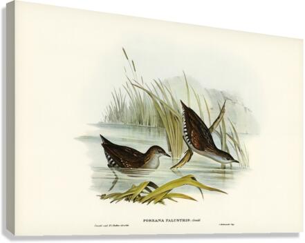 Water Crake Porzana palustris illustrated by Elizabeth Gould 1804–1841 for John Gould’s 1804-1881 Birds of Australia  Canvas Print