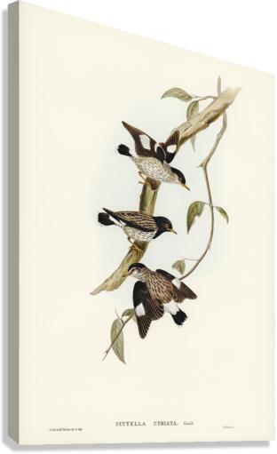 Striated Sittella Sittella striata illustrated by Elizabeth Gould 1804–1841 for John Gould’s 1804-1881 Birds of Australia  Canvas Print