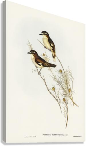 White-eyebrowed Robin Petroica superciliosa illustrated by Elizabeth Gould 1804–1841 for John Gould’s 1804-1881 Birds of Australia  Canvas Print