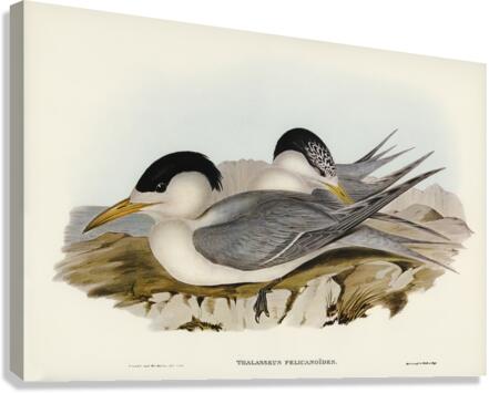 Torres Straits Tern Thalasseus Pelecanoides illustrated by Elizabeth Gould 1804–1841 for John Gould’s 1804-1881 Birds of Australia  Canvas Print