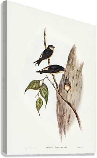 Tree Martin Collocalia arborea illustrated by Elizabeth Gould 1804–1841 for John Gould’s 1804-1881 Birds of Australia  Canvas Print