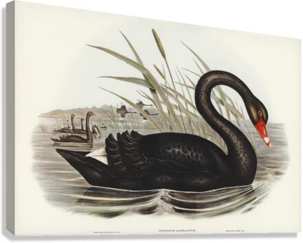 Black Swan Cygnus atratus illustrated by Elizabeth Gould 1804–1841 for John Gould’s 1804-1881 Birds of Australia  Canvas Print