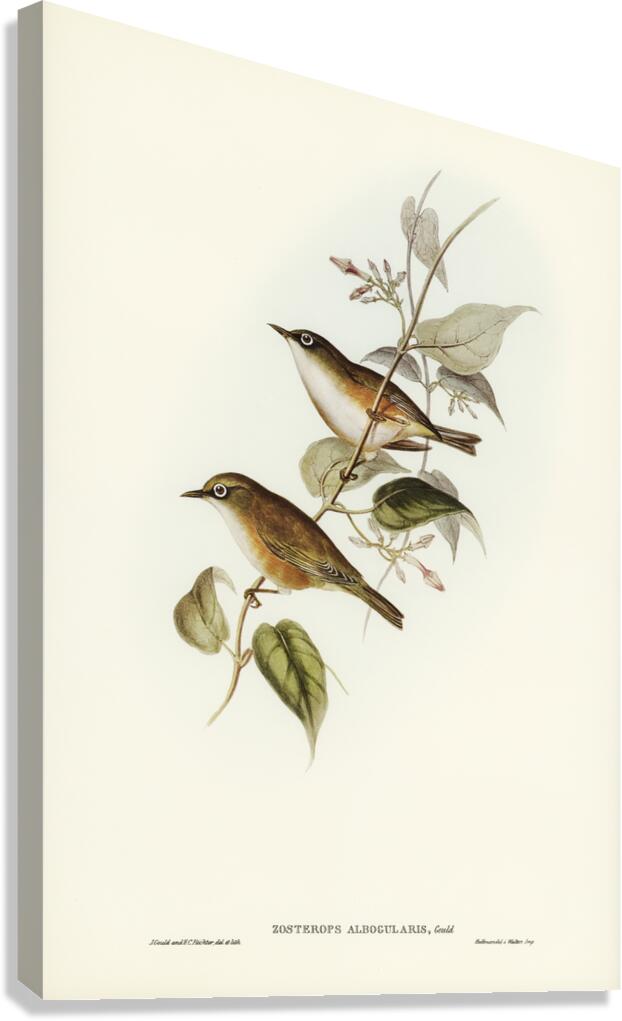 White-breasted Zosterops Zosterops albogularis illustrated by Elizabeth Gould 1804–1841 for John Gould’s 1804-1881 Birds of Australia  Canvas Print