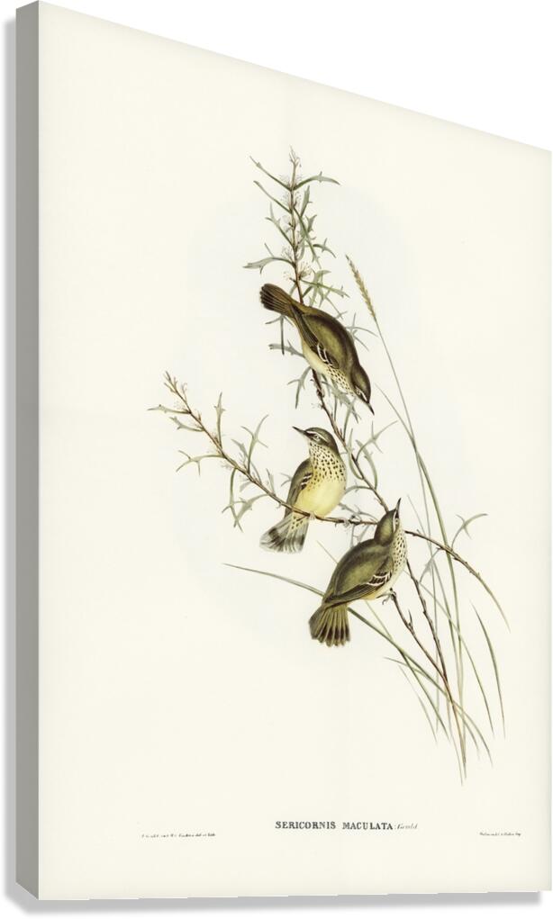 Spotted Sericornis Sericornis maculatus illustrated by Elizabeth Gould 1804–1841 for John Gould’s 1804-1881 Birds of Australia  Canvas Print
