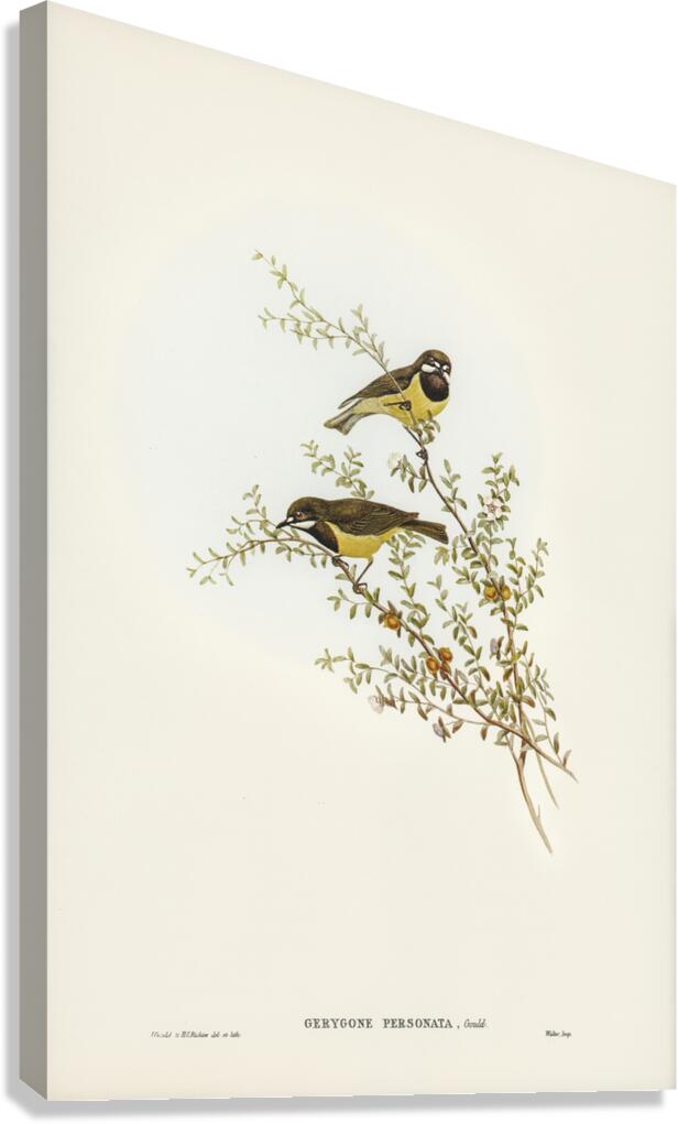 Masked Gerygone Gerygone personata illustrated by Elizabeth Gould 1804–1841 for John Gould’s 1804-1881 Birds of Australia  Canvas Print
