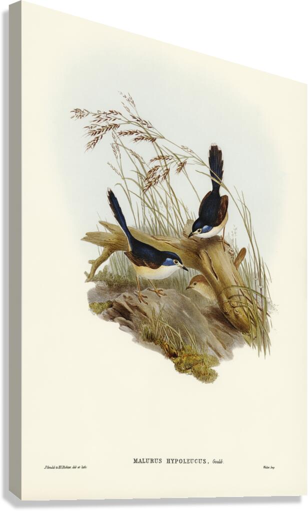 Fawn-breasted Superb Warbler Malurus hypoleucus illustrated by Elizabeth Gould 1804–1841 for John Gould’s 1804-1881 Birds of Australia  Canvas Print