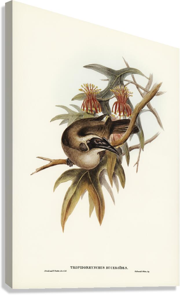 Helmeted Honey-eater Tropidorhynchus Buceroides illustrated by Elizabeth Gould 1804–1841 for John Gould’s 1804-1881 Birds of Australia  Canvas Print
