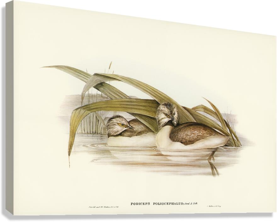 Hoary-headed Grebe Podiceps poliocephalus illustrated by Elizabeth Gould 1804–1841 for John Gould’s 1804-1881 Birds of Australia  Canvas Print