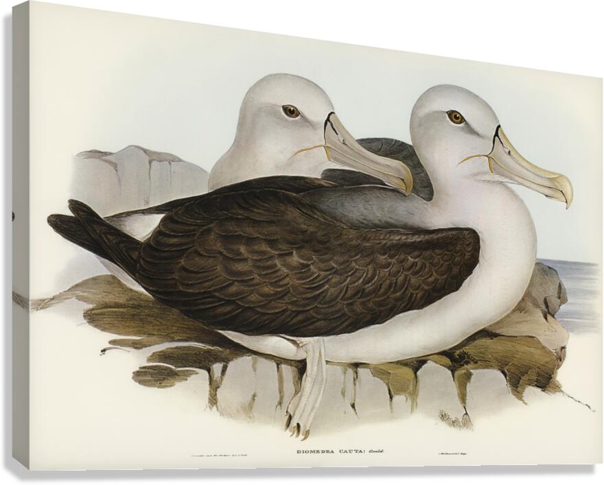 Cautious Albatros Diomedea cauta illustrated by Elizabeth Gould 1804–1841 for John Gould’s 1804-1881 Birds of Australia  Canvas Print