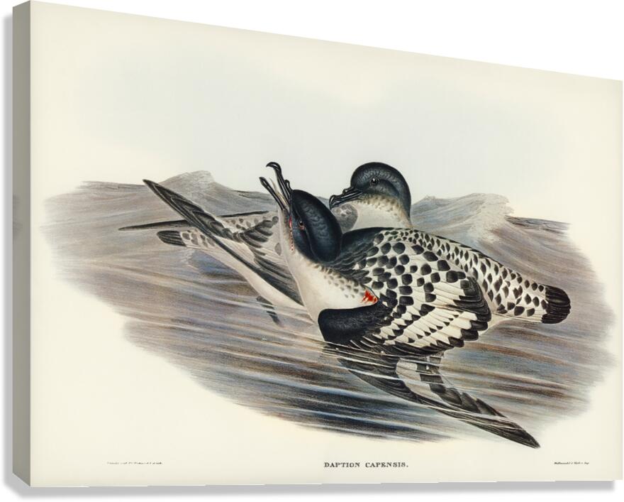 Cape Petrel Daption Capensis illustrated by Elizabeth Gould 1804–1841 for John Gould’s 1804-1881 Birds of Australia  Canvas Print