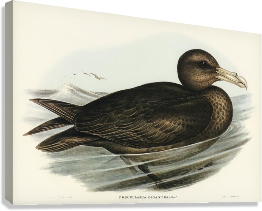 Giant Petrel Procellaria gigantea illustrated by Elizabeth Gould 1804–1841 for John Gould’s 1804-1881 Birds of Australia  Canvas Print