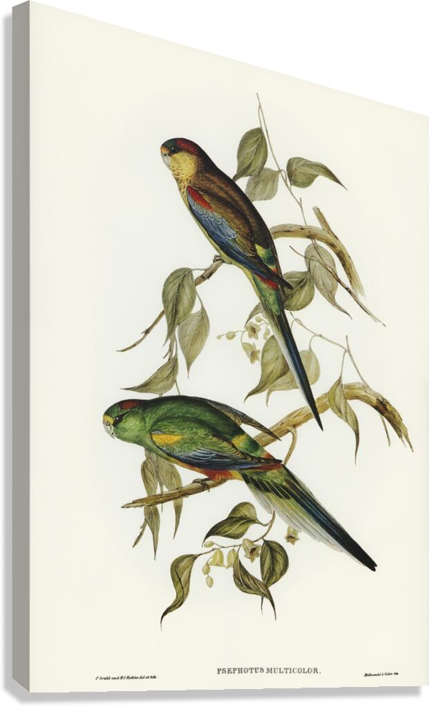 Many-coloured Parakeet Psephotus multicolor illustrated by Elizabeth Gould 1804–1841 for John Gould’s 1804-1881 Birds of Australia  Canvas Print