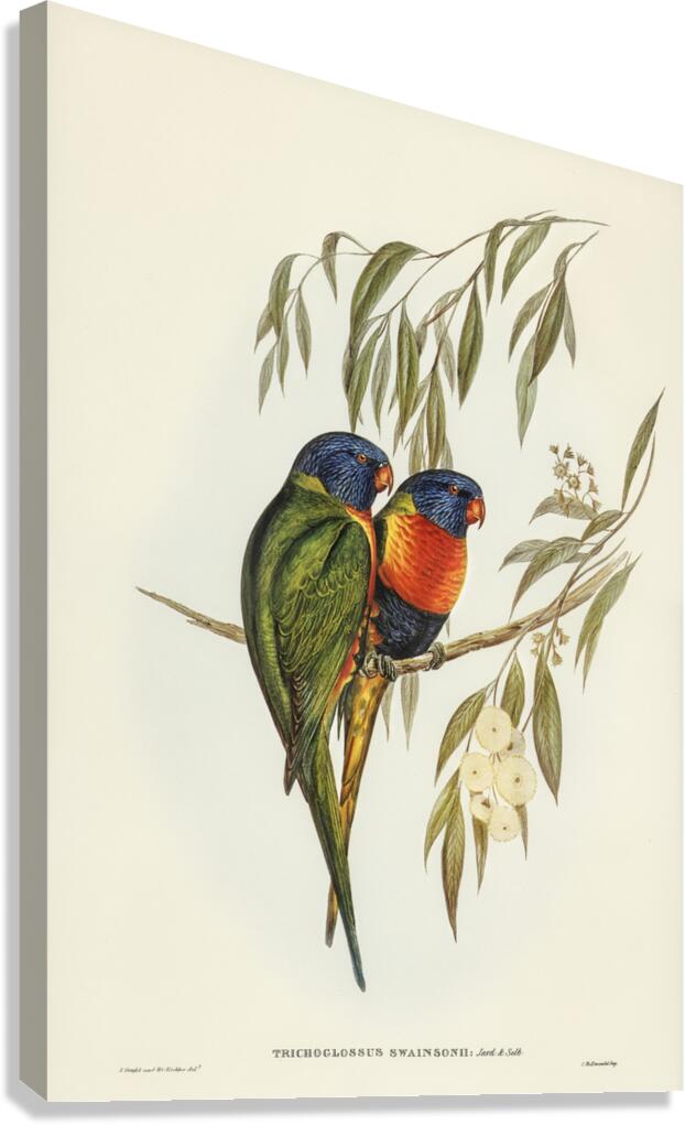 Australian Curlew Numenius Australis illustrated by Elizabeth Gould 1804–1841 for John Gould’s 1804-1881 Birds of Australia  Canvas Print