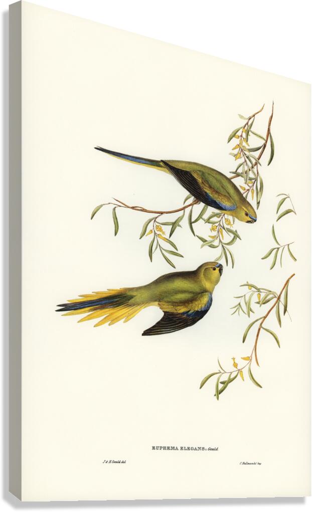 Elegant Grass-Parakeet Euphema elegans illustrated by Elizabeth Gould 1804–1841 for John Gould’s 1804-1881 Birds of Australia  Canvas Print