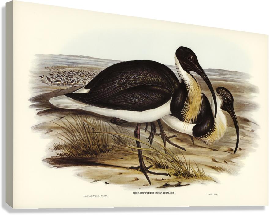 Straw-necked Ibis Geronticus spinicollis illustrated by Elizabeth Gould 1804–1841 for John Gould’s 1804-1881 Birds of Australia  Canvas Print