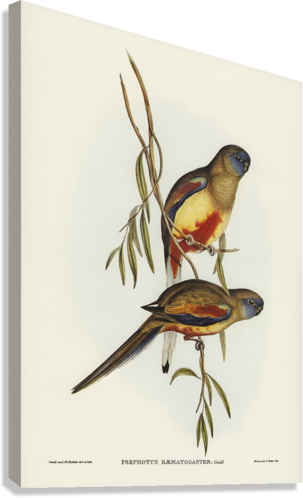 Crimson-bellied Parakeet Psephotus haematogaster illustrated by Elizabeth Gould 1804–1841 for John Gould’s 1804-1881 Birds of Australia  Canvas Print