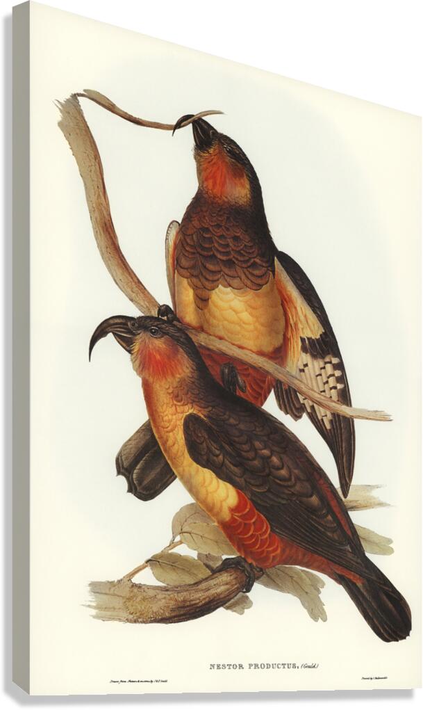 Philip Island Parrot Nestor productus illustrated by Elizabeth Gould 1804–1841 for John Gould’s 1804-1881 Birds of Australia  Canvas Print