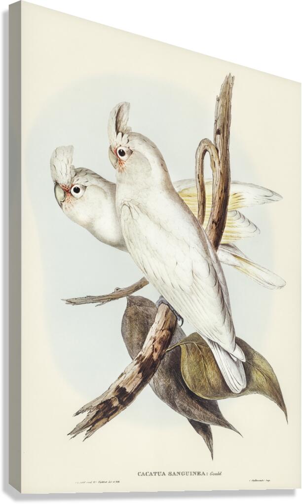 Blood-stained Cockatoo Cacatua sanguinca illustrated by Elizabeth Gould 1804–1841 for John Gould’s 1804-1881 Birds of Australia  Canvas Print
