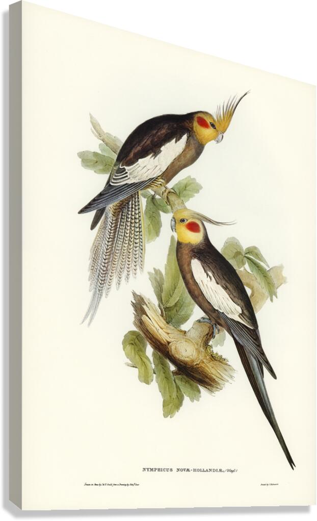 Cockatoo Parakeet Nymphicus Novae Hollandiae illustrated by Elizabeth Gould 1804–1841 for John Gould’s 1804-1881 Birds of Australia  Canvas Print