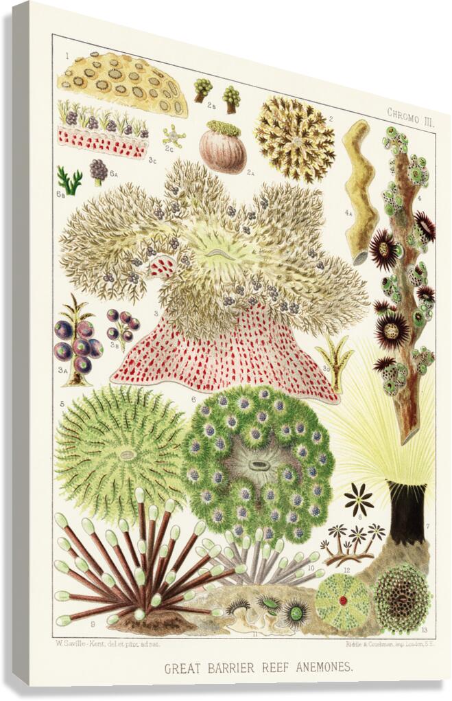 Great Barrier Reef Anemones from The Great Barrier Reef of Australia 1893 by William Saville-Kent 1845-1908. Fig 1 : Palythoa caesiaFig 2 : Rhodactis HowesiiFig 3 : Haterodactyla HemprichiiFig 4 : Acrozoanthus australioeFig 5 : phymanthus muscorumFi Canvas Print