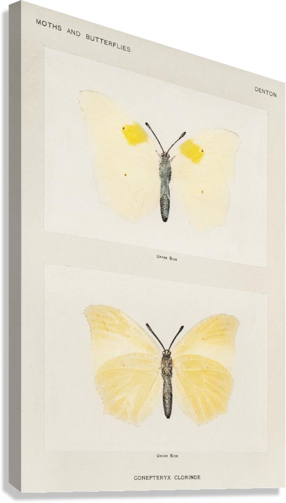 Aphrodite Fritillary Argynnis Aphrodite from Moths and butterflies of the United States 1900 by Sherman F. Denton 1856-1937.  Canvas Print