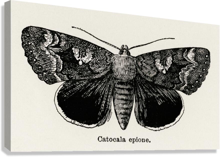 Epione Underwing Catocala epione from Moths and butterflies of the United States 1900 by Sherman F. Denton 1856-1937.  Canvas Print