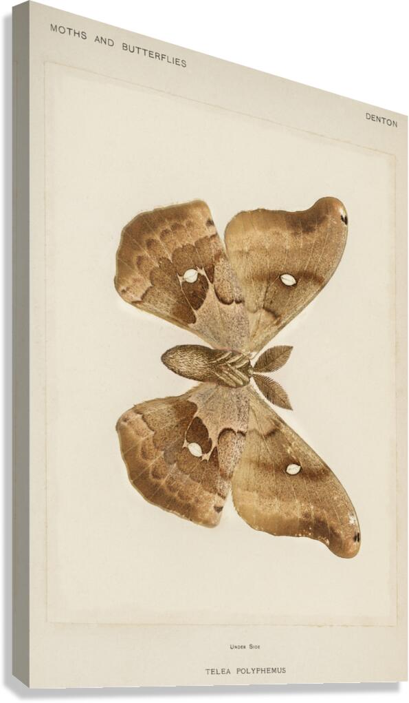 Polyphemus Moth Telea Polyphemus from Moths and Butterflies of the United States 1900 by Sherman F. Denton 1856-1937.  Canvas Print
