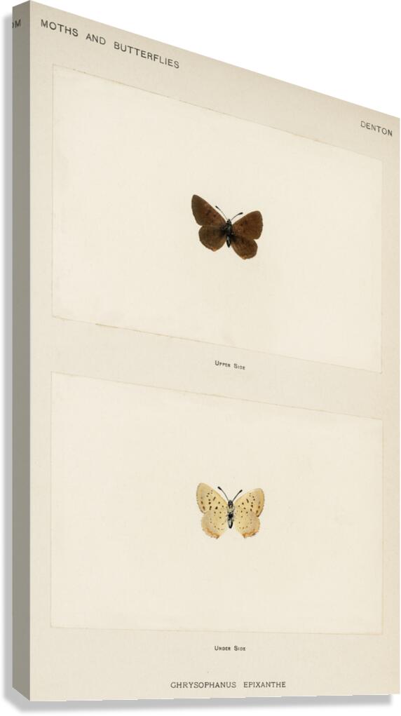 Giant Swallowtail Papilio Cresphontes from Moths and butterflies of the United States 1900 by Sherman F. Denton 1856-1937.  Canvas Print
