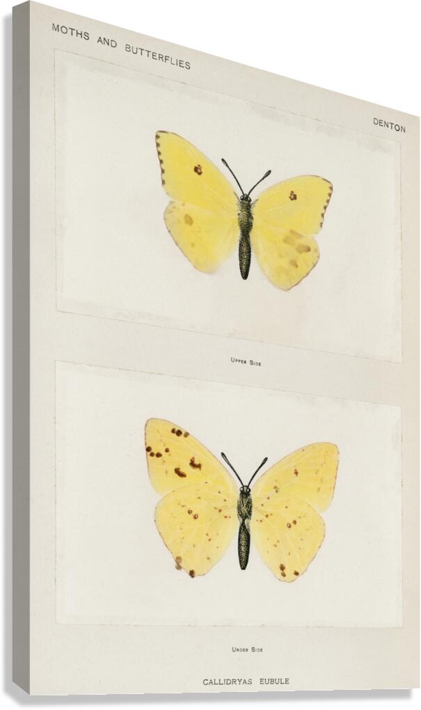 Cloudless Sulphur Callidryas Eubule from Moths and butterflies of the United States 1900 by Sherman F. Denton 1856-1937.  Canvas Print
