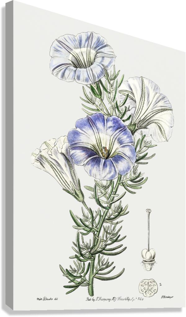 Sky blue alona from Edwards Botanical Register 1829-1847  by Sydenham Edwards John Lindley and James Ridgway. Canvas Print
