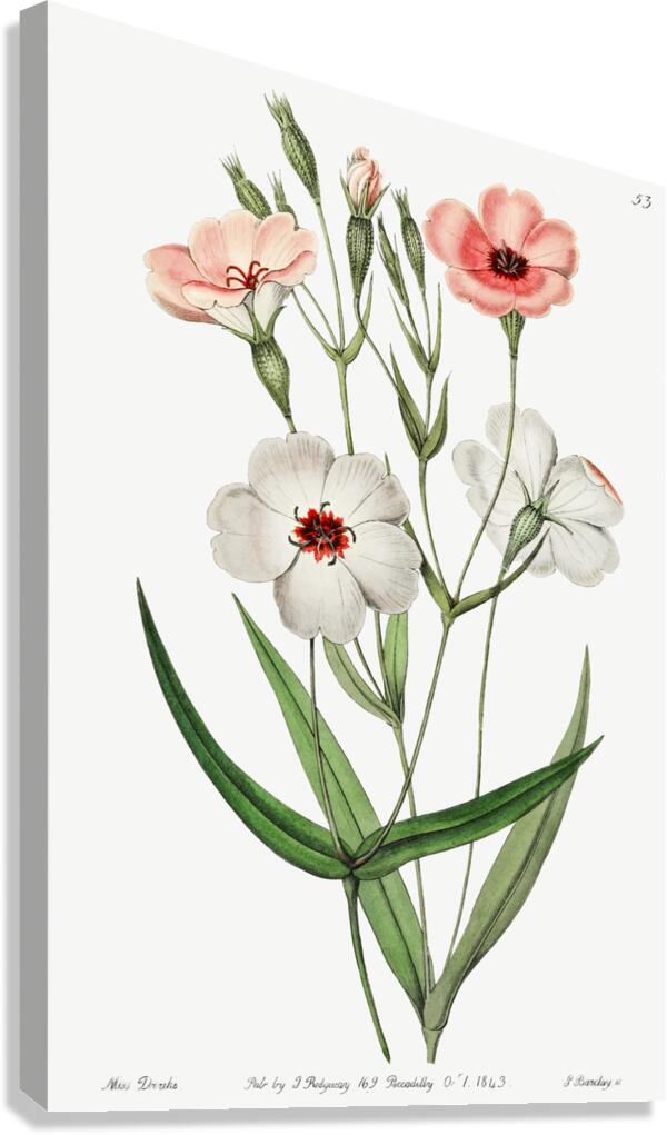 Dark-eyed viscaria from Edwards Botanical Register 1829-1847  by Sydenham Edwards John Lindley and James Ridgway. Canvas Print
