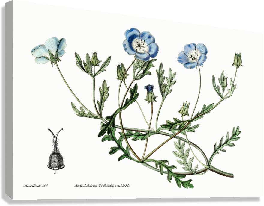 Shewy nemophila from Edwards Botanical Register 1829-1847  by Sydenham Edwards John Lindley and James Ridgway. Canvas Print