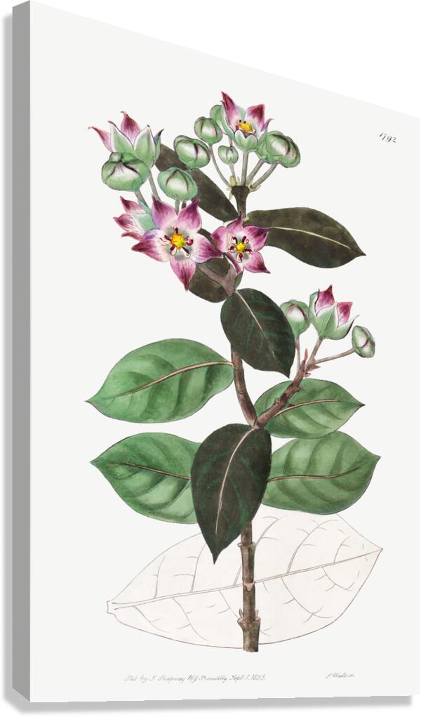 Tall calotropis from Edwards Botanical Register 1829-1847  by Sydenham Edwards John Lindley and James Ridgway. Canvas Print